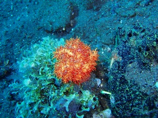 「無題」のサムネイル画像