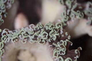 「ナガレハナサンゴ」のサムネイル画像