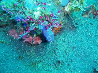 「クモヒトデ」のサムネイル画像