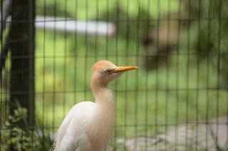 「アマサギ」のサムネイル画像