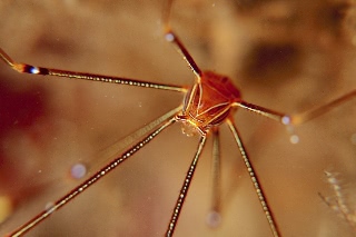 「オルトマンワラエビ(Ortmann's spider-crab)」のサムネイル画像