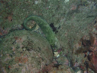 「ベニツケギンポ」のサムネイル画像