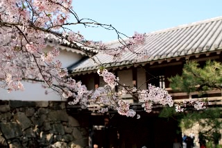 「ソメイヨシノ(染井吉野)」のサムネイル画像