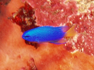 「シリキルリスズメダイ」のサムネイル画像