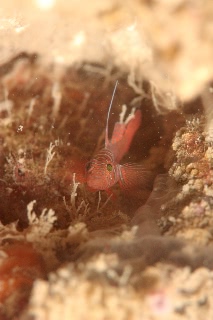 「イレズミハゼ属の一種」のサムネイル画像