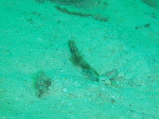 「イトヒキハゼ」のサムネイル画像