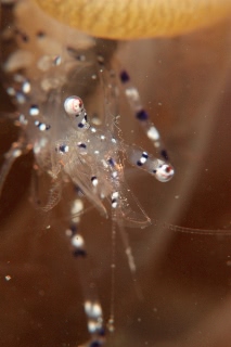 「ニセアカホシカクレエビ」のサムネイル画像