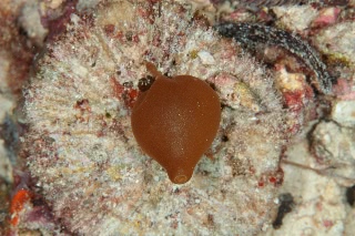 「無題」のサムネイル画像