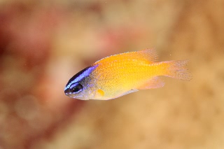 「レモンスズメダイ」のサムネイル画像