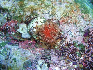 「イソギンチャクの仲間」のサムネイル画像