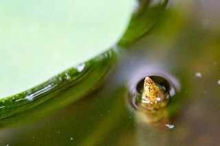 「祝福」のサムネイル画像