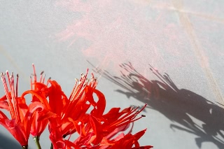 「ダイヤモンドリリー(ネリネ)」のサムネイル画像