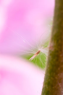 「植物の仲間」のサムネイル画像