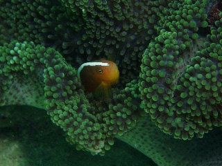 「クマノミ(Anemonefish)」のサムネイル画像