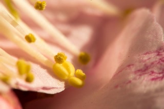 「ウメ」のサムネイル画像