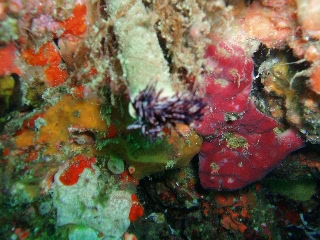 「なんちゃらカンザシ」のサムネイル画像