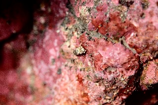 「ヨコシマエビ」のサムネイル画像