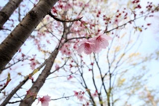 「ヨウコウザクラ(陽光桜)」のサムネイル画像