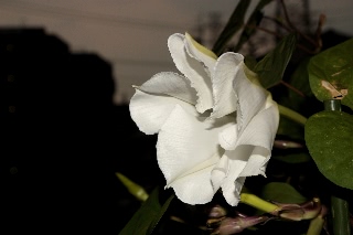 「ヨルガオ」のサムネイル画像