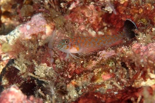 「ヒメギンポ」のサムネイル画像