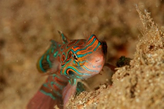 「ピクチャ-ドラゴネット(picture dragonet)」のサムネイル画像