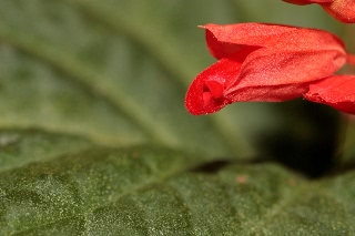 「サルビア(ヒゴロモソウ,緋衣草)」のサムネイル画像
