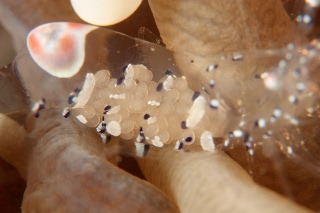 「ニセアカホシカクレエビ」のサムネイル画像