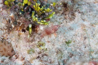 「ノドグロベラ」のサムネイル画像