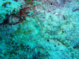 「クチナガイシヨウジ」のサムネイル画像