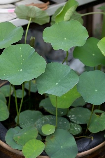 「祝福」のサムネイル画像