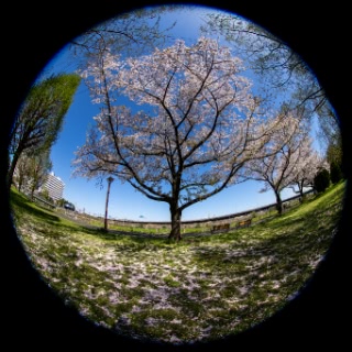 「ソメイヨシノ(染井吉野)」のサムネイル画像