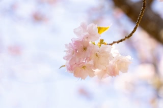 「ヤエザクラ」のサムネイル画像