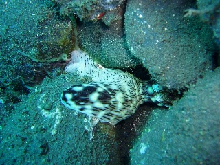 「ブッシュドノエルウミウシ」のサムネイル画像