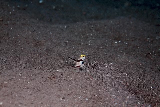 「ヒレナガネジリンボウ」のサムネイル画像