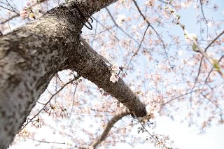 「ソメイヨシノ(染井吉野)」のサムネイル画像