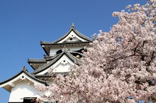 「ソメイヨシノ(染井吉野)」のサムネイル画像