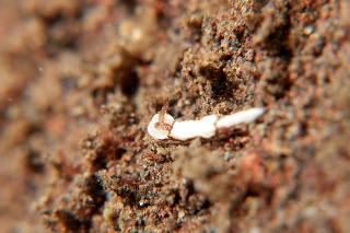 「ウミウシの仲間」のサムネイル画像