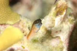 「カエルウオの仲間」のサムネイル画像