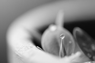 「トルコキキョウ」のサムネイル画像