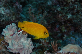 「ヘラルドコガネヤッコ」のサムネイル画像