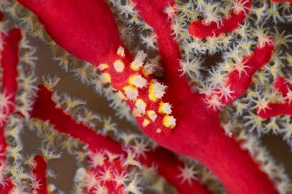 「貝の仲間」のサムネイル画像