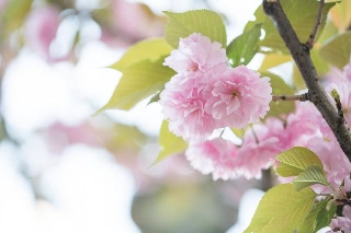 「ヤエザクラ」のサムネイル画像