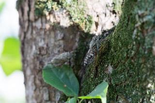 「ツクツクボウシ」のサムネイル画像