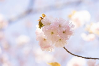 「ヤエザクラ」のサムネイル画像