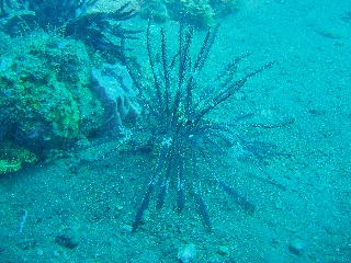 「ウミシダの仲間(sea feather)」のサムネイル画像