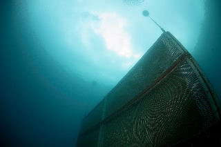 「エントリしてすぐにある取水口(?)」のサムネイル画像