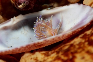 「セトミノウミウシ」のサムネイル画像