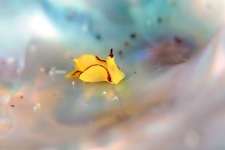 「オレンジウミコチョウ」のサムネイル画像