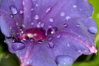 「桔梗咲き朝顔」のサムネイル画像