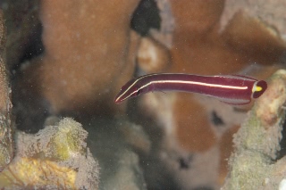 「ハシナガウバウオ(Long-snout Clingfish)」のサムネイル画像